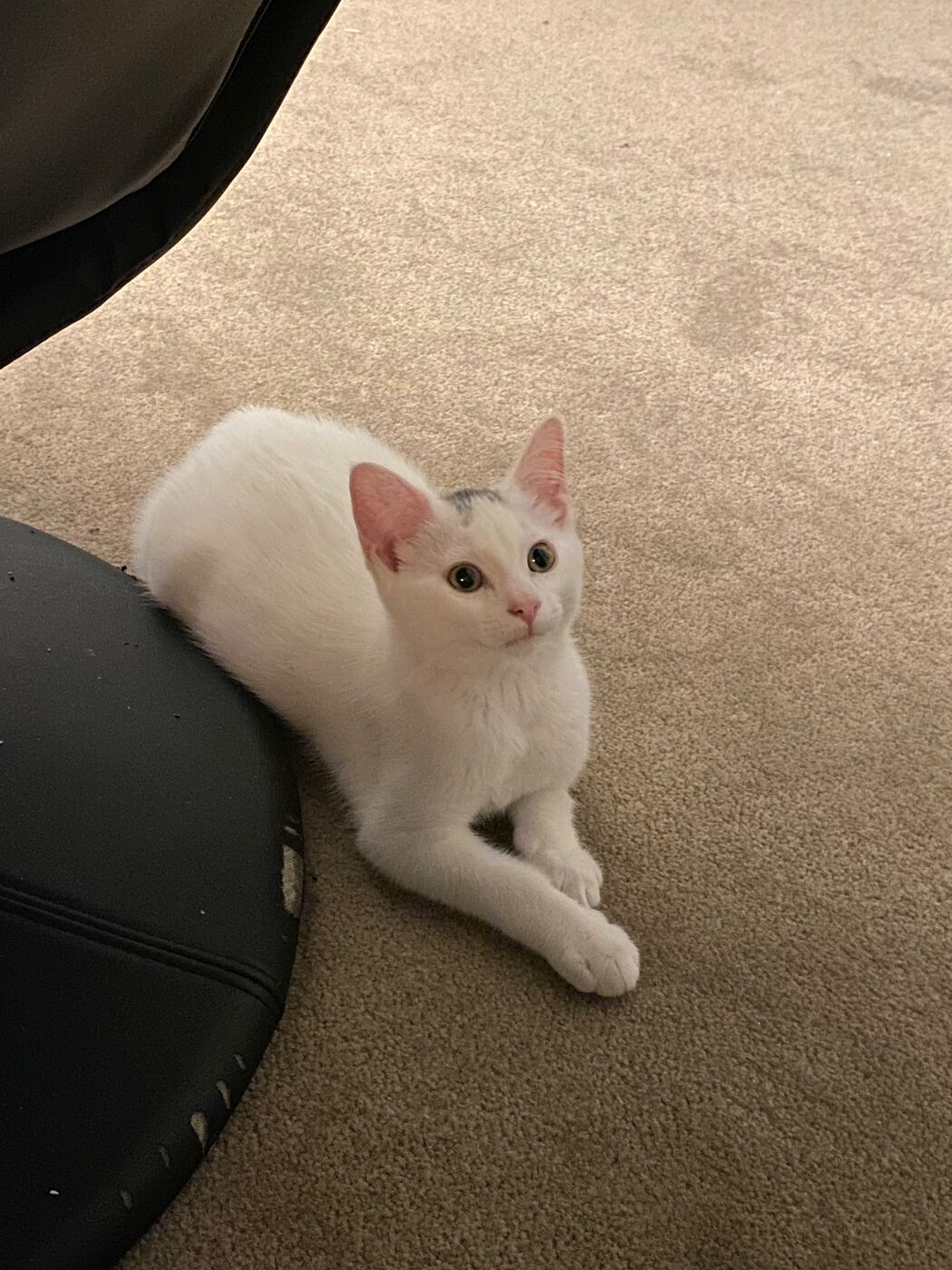 White kitten with a grey patch on its head lying on a carpet.