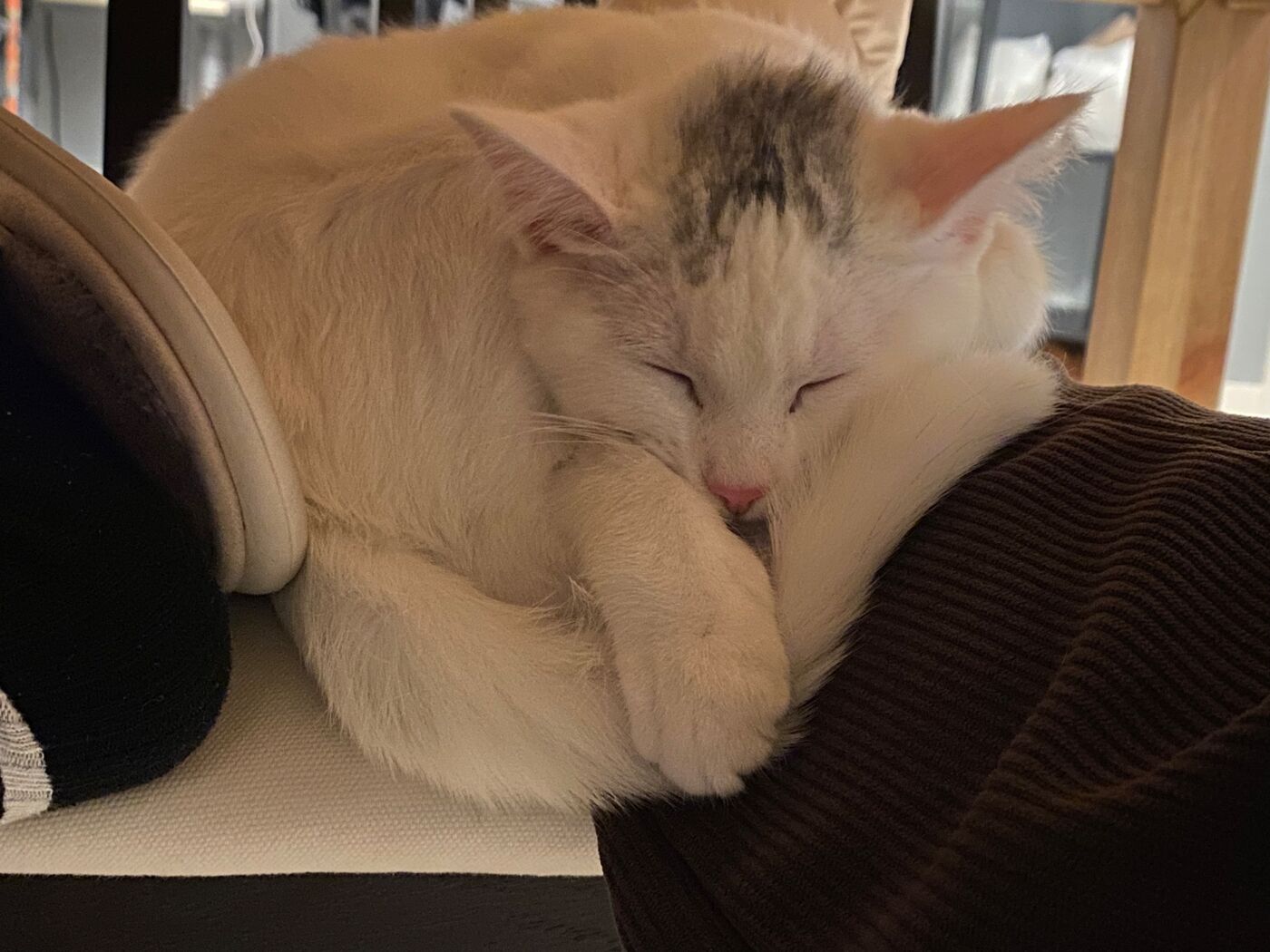 White cat with grey markings on its head curled up asleep on a cushion.