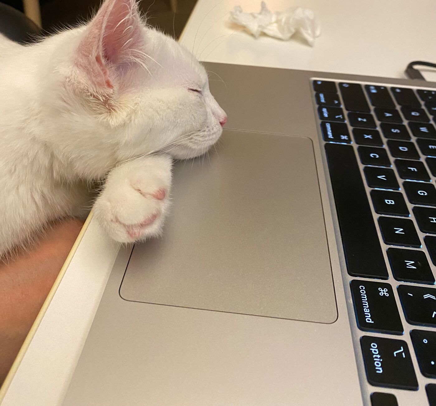 White kitten asleep with its chin on a laptop's trackpad.
