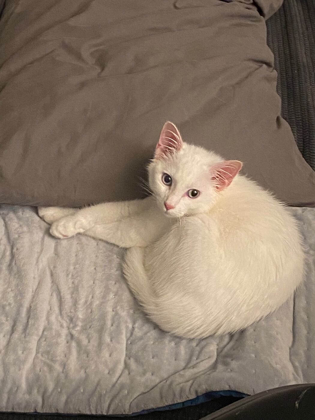 Small white kitten lying on a grey blanket, looking back over its shoulder.