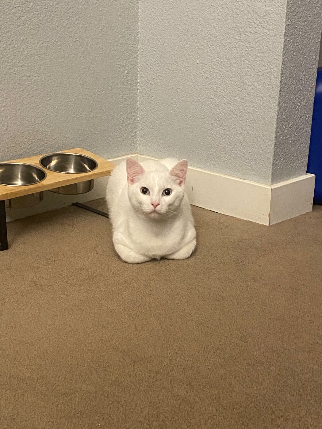 White cat sitting in a loaf shape next to two food bowls.