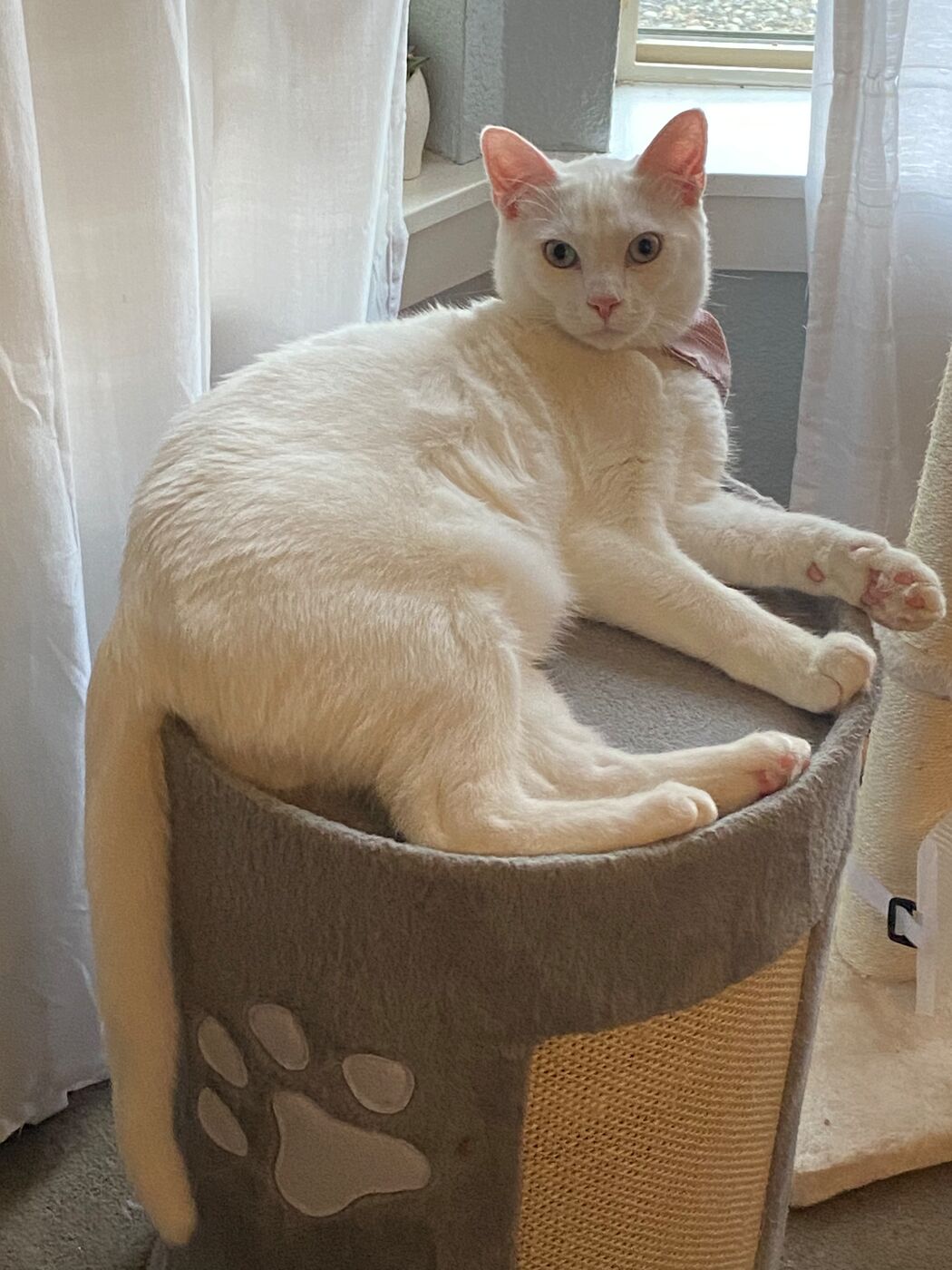 White cat lounging on top of a scratching post by a window.