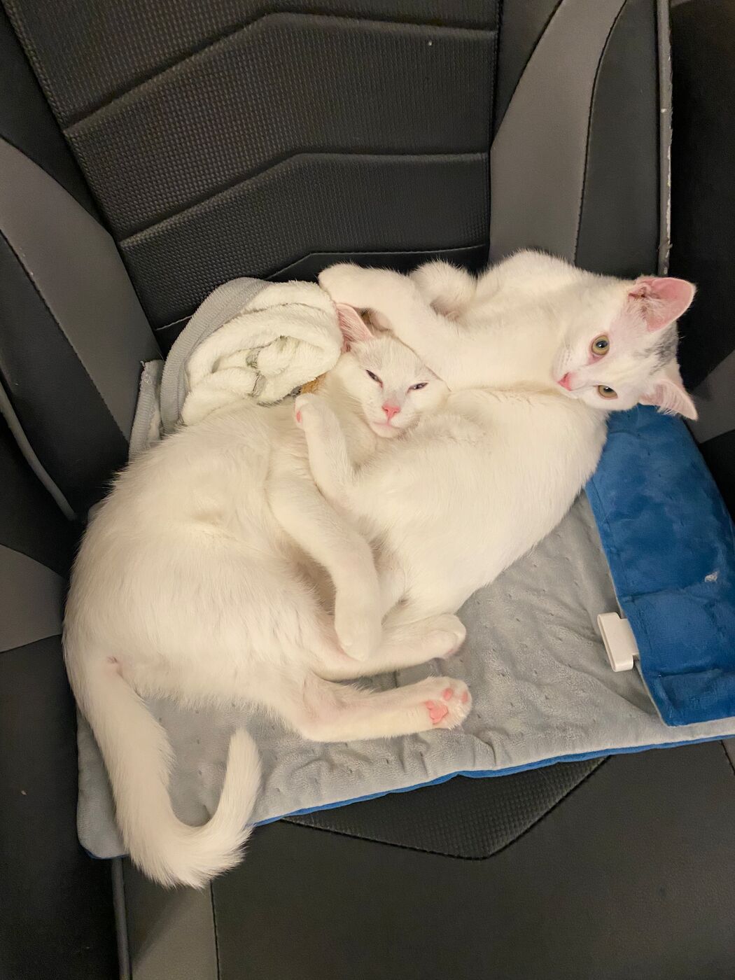 Two white cats curled up together on a desk chair.