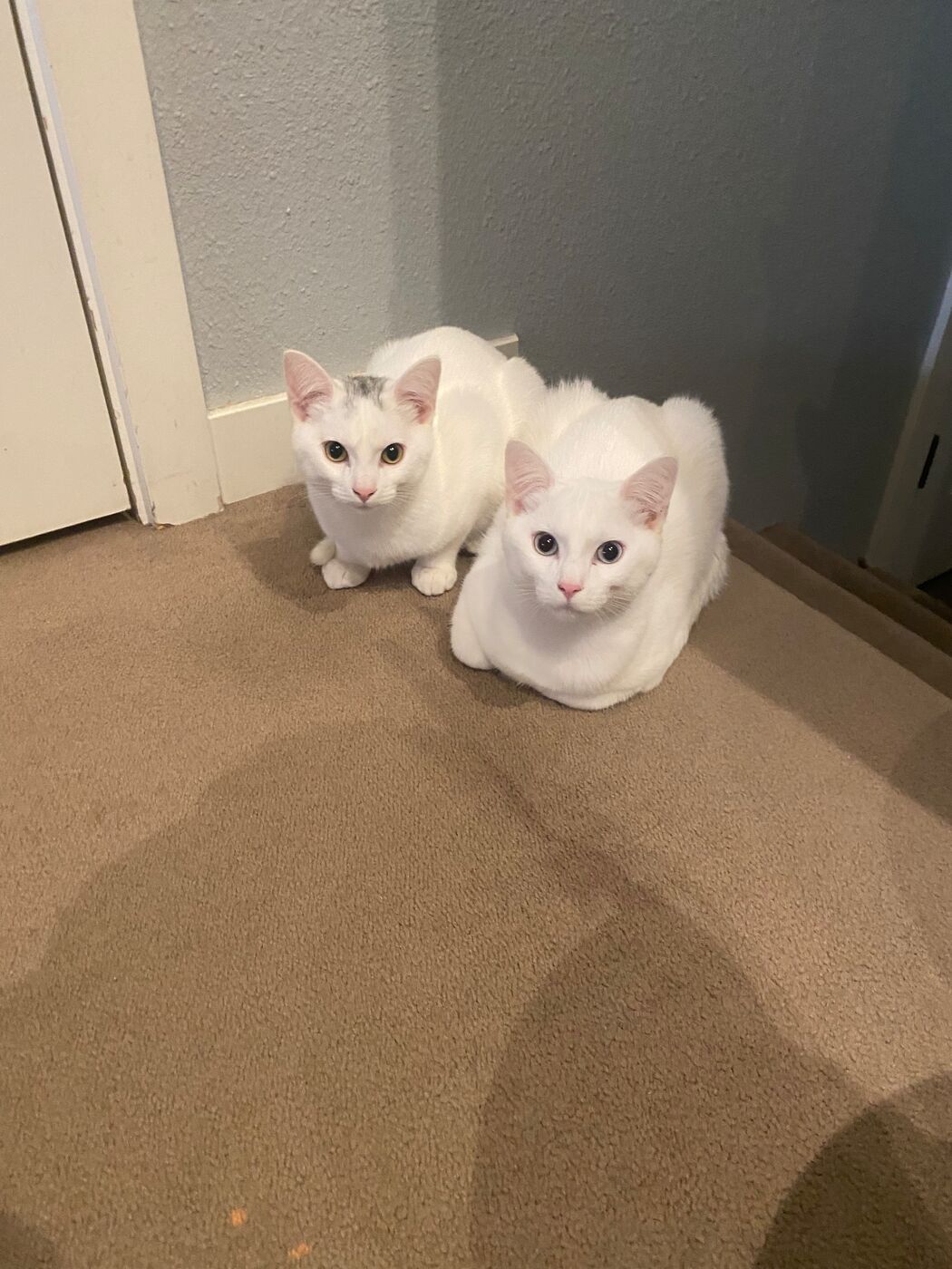 Two white cats sitting together in the corner of a carpeted room.
