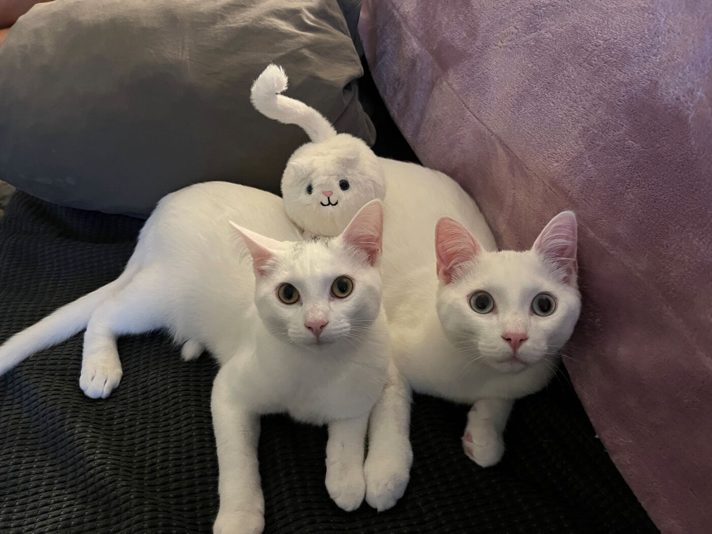 Two white kittens lying side by side on a couch next to a small plush toy.